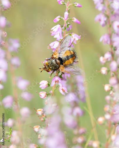 Close up of a Black Compost Fly, Tachina fera, on flowering Heather, Calluna vulgaris, against a blurred background photo