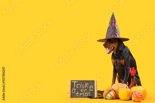 Cute Dobermann dog in witch hat with Halloween pumpkins and chalkboard sitting on yellow background