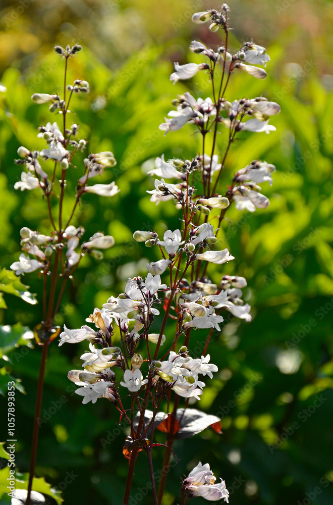 Penstemon naparstnicowaty, Penstemon digitalis, White flowers of Penstemon digitalis in the garden, foxglove beardtongue, foxglove beardtongue, talus slope penstemon, white beardtongue, white trumpet