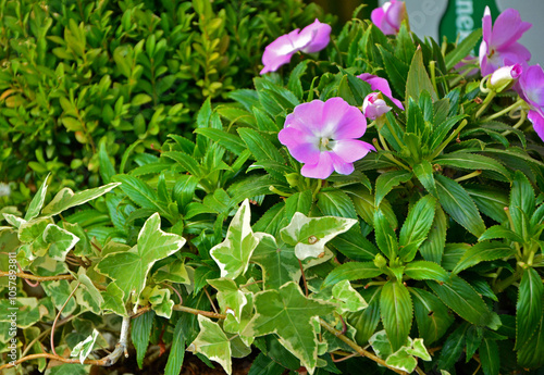 Obraz na płótnie bluszcz i niecierpek, Hedera helix, Impatiens hawkeri, ivy and impatiens w salonie