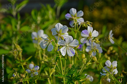 Obraz na płótnie Bodziszek łąkowy Splish Splash, Geranium pratense, bodziszek, Meadow cranesbill Splish Splash flower w salonie