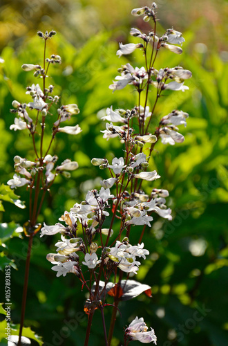 Obraz na płótnie Penstemon naparstnicowaty, Penstemon digitalis, White flowers of Penstemon digitalis in the garden, foxglove beardtongue, foxglove beardtongue, talus slope penstemon, white beardtongue, white trumpet w salonie