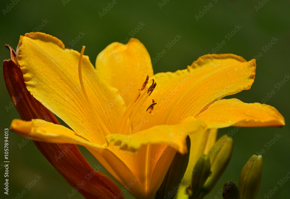żółty liliowiec (Hemerocallis Dumortieri), daylily, day lily, ditch-lily