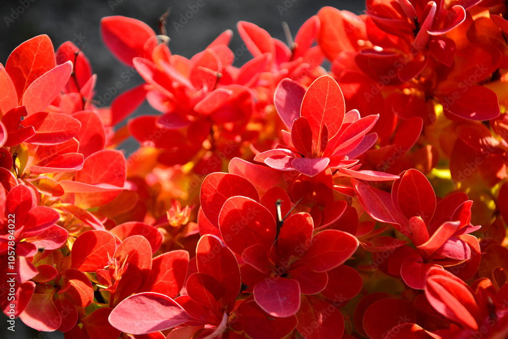 pomarańczowy Berberys Thunberga odmiana Orange Rocket (Berberis thunbergii ), orange Barberry Thunberg variety Orange Rocket