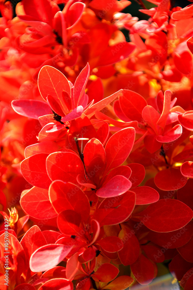 pomarańćzowy Berberys Thunberga odmiana Orange Rocket (Berberis thunbergii ), orange Barberry Thunberg variety Orange Rocket