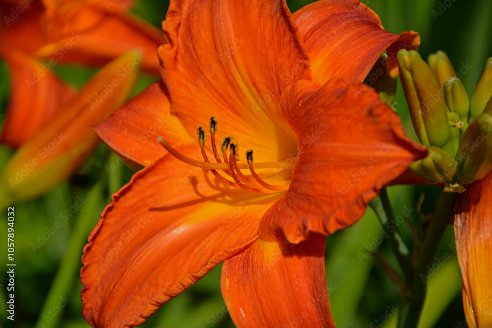 pomarańczowy liliowiec (Hemerocallis Dumortieri), daylily, day lily, ditch-lily