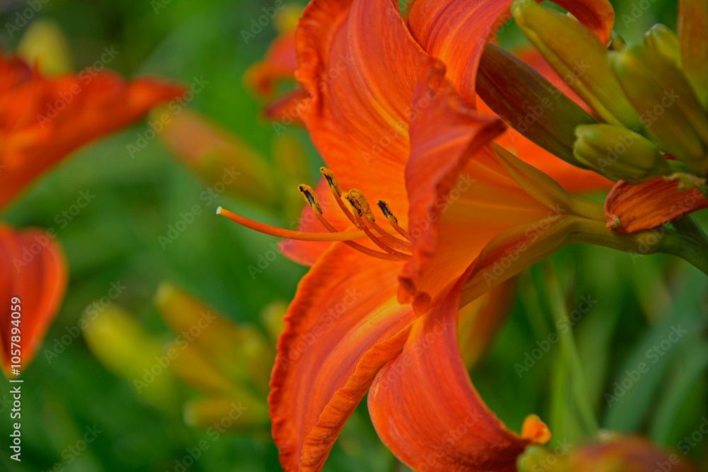 pomarańczowy liliowiec (Hemerocallis Dumortieri), daylily, day lily, ditch-lily