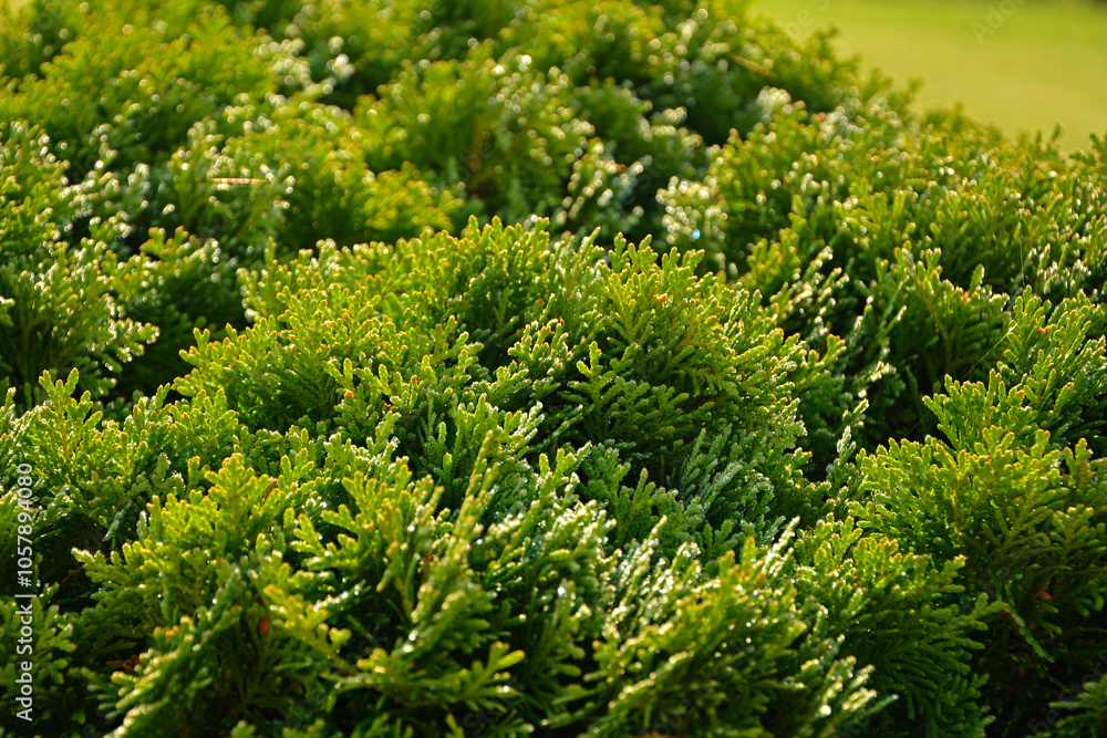 tuja pokryta kroplami rosy, thuja covered with dew drops