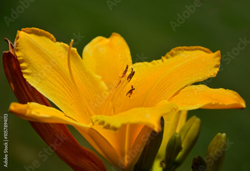 Obraz na płótnie żółty liliowiec (Hemerocallis Dumortieri), daylily, day lily, ditch-lily w salonie