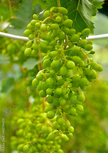 Obraz na płótnie zielone winogrona, grape, Vitis vinifera, niedojrzałe winogrona wiszące na gałązce, kiść niedojrzałych winogron na krzewie, unripe grapes hanging on a branch, a bunch of unripe grapes on a bush, w salonie