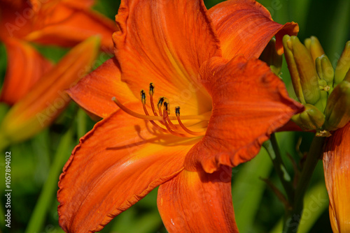 Obraz na płótnie pomarańczowy liliowiec (Hemerocallis Dumortieri), daylily, day lily, ditch-lily w salonie