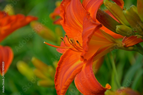Obraz na płótnie pomarańczowy liliowiec (Hemerocallis Dumortieri), daylily, day lily, ditch-lily w salonie