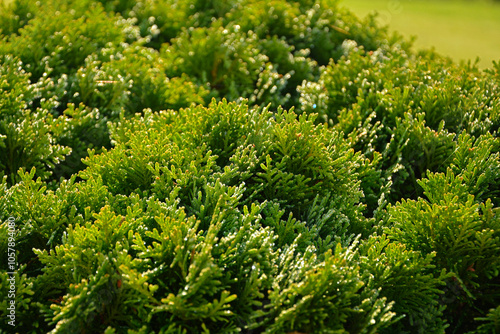 tuja pokryta kroplami rosy, thuja covered with dew drops