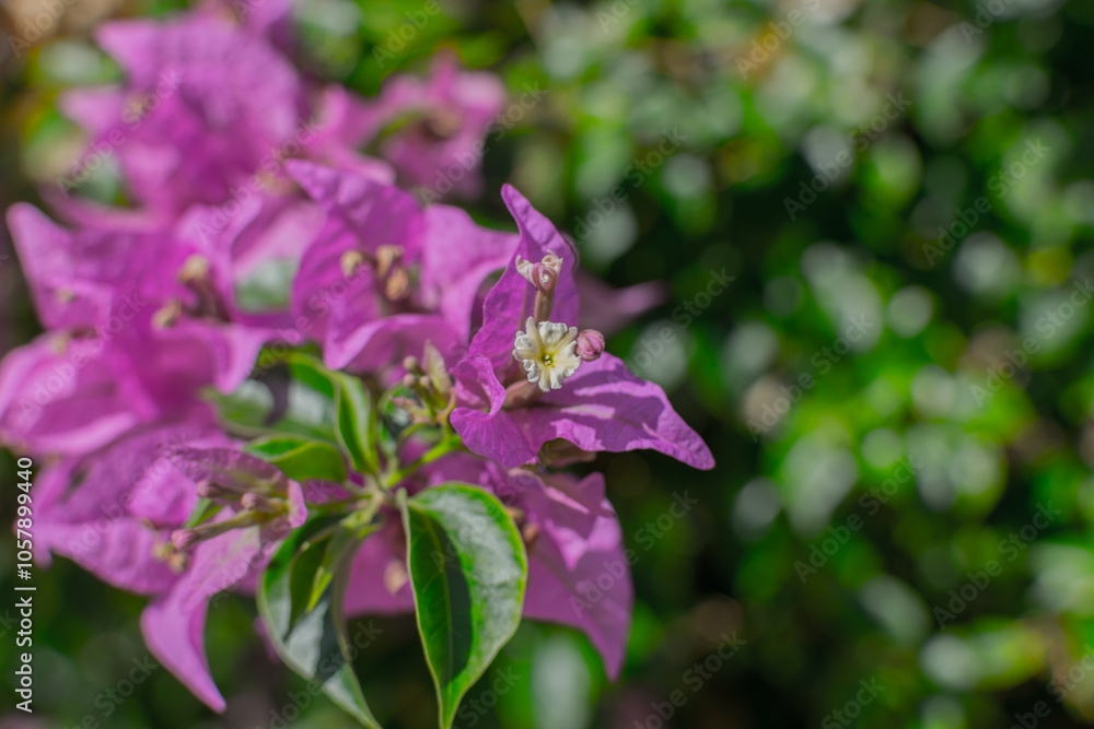 primavera primavera