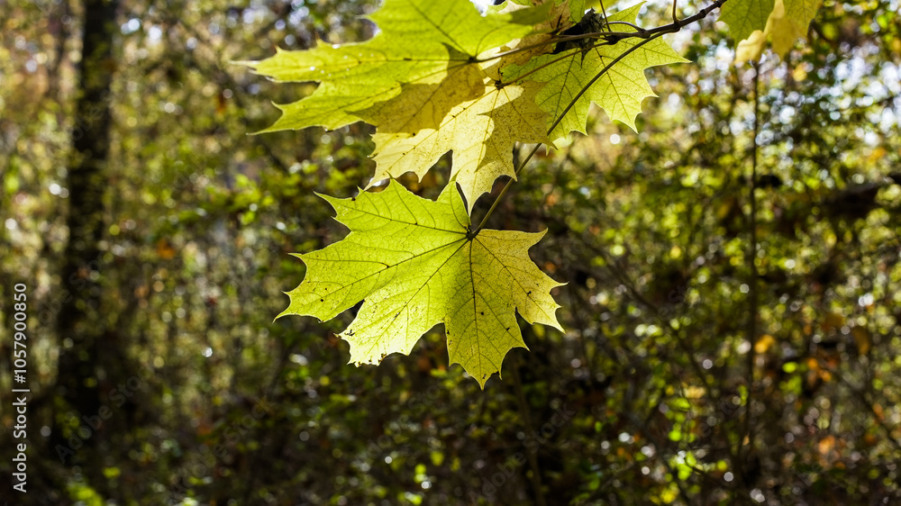 A single maple leaf hangs from a branch in a forest, illuminated by the sun A single maple leaf hangs from a branch in a forest, illuminated by the sun
