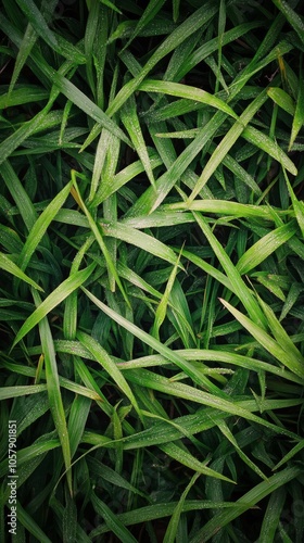 Lush green grass covering the ground in a natural outdoor setting under daylight