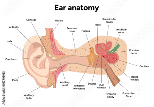 Inner Ear structure and function anatomy. Human ear vestibular system