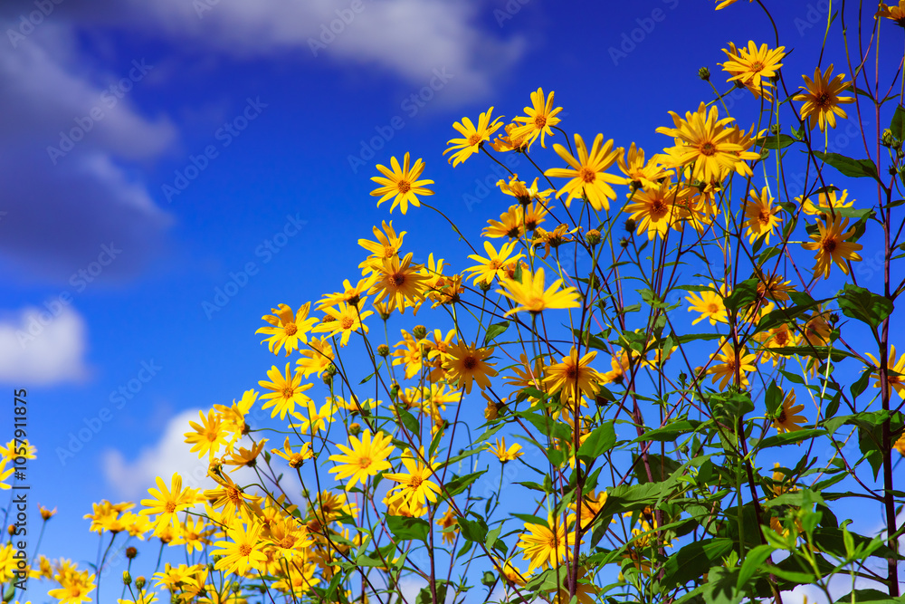 the photograph captures a vibrant field of yellow flowers in full bloom, reaching toward a clear blue sky dotted with soft, white clouds the photograph captures a vibrant field of yellow flowers in full bloom, reaching toward a clear blue sky dotted with soft, white clouds