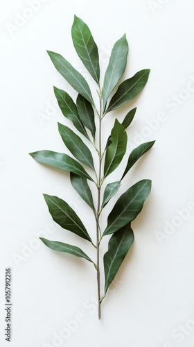 Green leaf branch arranged on a light surface showcasing natural botanical be...