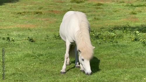 A white horse eats grass in a meadow in the rays of the setting summer sun. Silhouette against the background of trees, Young white horse eating grass from a field. Beautiful horse on a field 
