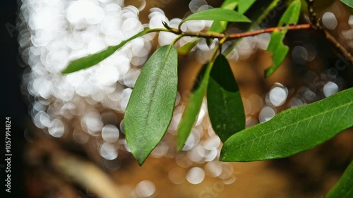 Rhododendron leaves hang over a trickling stream in the Blue Wall Preserve near Greenville, South Carolina, ambient sound