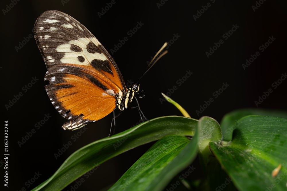 Tiger Longwing Butterfly Tiger Longwing Butterfly
