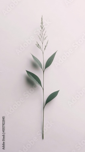 Single green plant stem with leaves placed against a plain white background i...