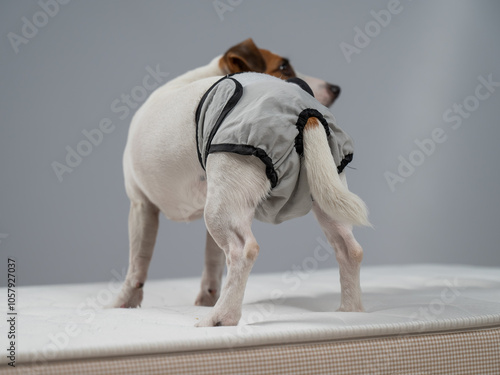 Jack Russell Terrier dog standing on bed in reusable diapers.  photo