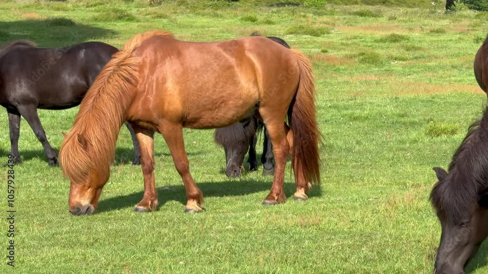 Horse eating grass, brown horses grazing in a meadow on a pasture eating grass in the rural countryside, mountain ridge countryside landscape, beautiful brown icelandic horse is eating fresh grass Horse eating grass, brown horses grazing in a meadow on a pasture eating grass in the rural countryside, mountain ridge countryside landscape, beautiful brown icelandic horse is eating fresh grass