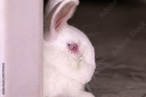 Um coelho branco,  peludo, com uma infecção no olho. photo