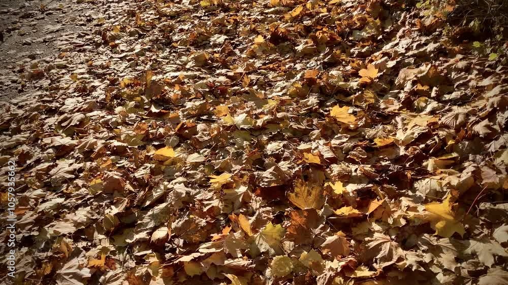 Yellow golden orange brown autumn leaves 4k video background Yellow golden orange brown autumn leaves 4k video background