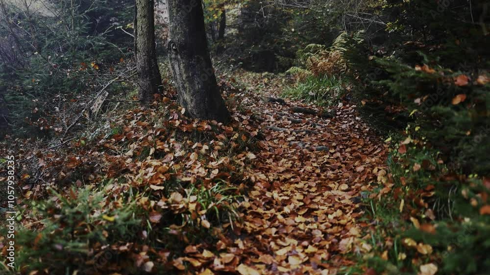 Ein einsamer Wanderweg in einem herbstlichen Wald HLG HDR Ein einsamer Wanderweg in einem herbstlichen Wald HLG HDR