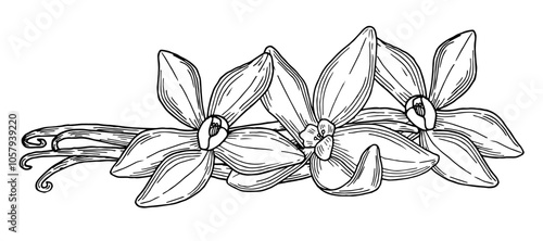Vanilla pods hand drawn