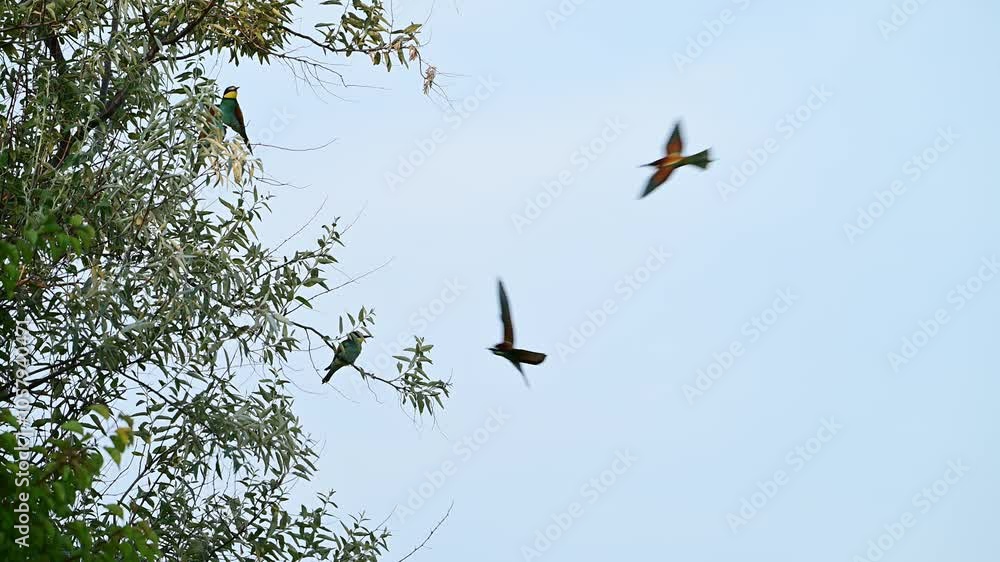 Golden Bee-eater Merops apiaster approaching a tree and perching on a branch. Slow Motion with Copy Space. Golden Bee-eater Merops apiaster approaching a tree and perching on a branch. Slow Motion with Copy Space.