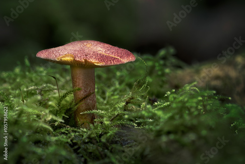 Plums and custard fungi emerging from moss