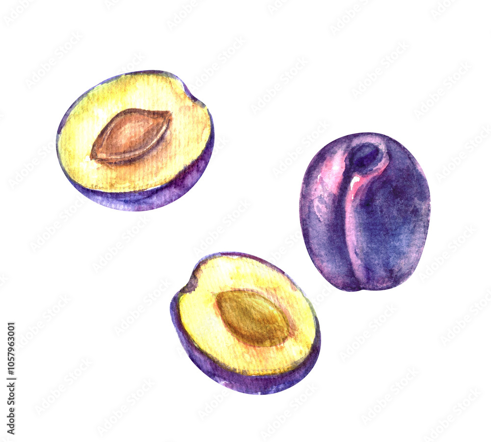 Hand drawn watercolor plum fruit whole and half cut illustration. Tropical exotic fruit for food and drink background Hand drawn watercolor plum fruit whole and half cut illustration. Tropical exotic fruit for food and drink background