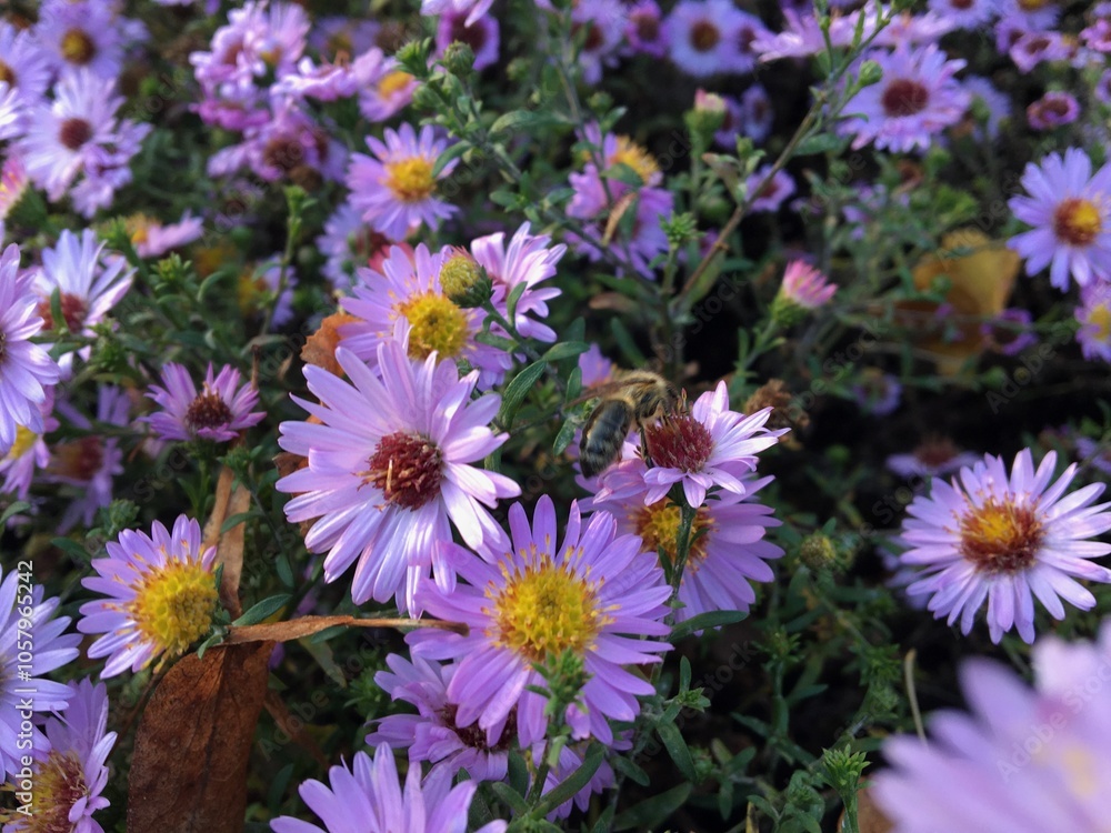 Close-up view of vibrant purple flowers in full bloom with a bee gathering nectar. The delicate petals and bright colors create a striking contrast, highlighting the beauty of nature and the important Close-up view of vibrant purple flowers in full bloom with a bee gathering nectar. The delicate petals and bright colors create a striking contrast, highlighting the beauty of nature and the important