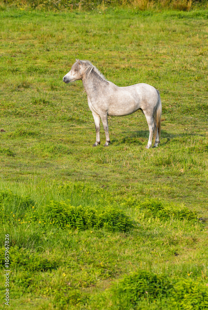 Obraz premium Countryside, nature and horse in grass on farm for grazing, eating and healthy environment. Agriculture, field background and mare in meadow for sustainability, growth and animal wellness on ranch