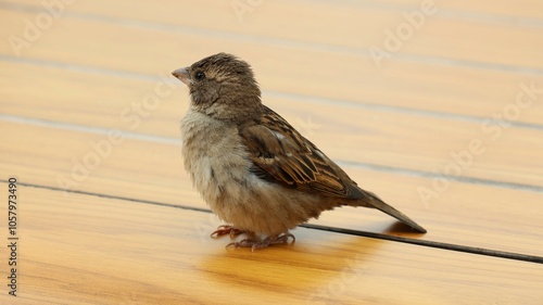 bird on a fence