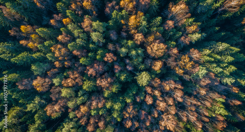 Aerial autumn forest with many trees and leaves on the ground. The leaves are yellow green and brown. The trees are tall and spreading. Autumn forest background view from above, drone photo