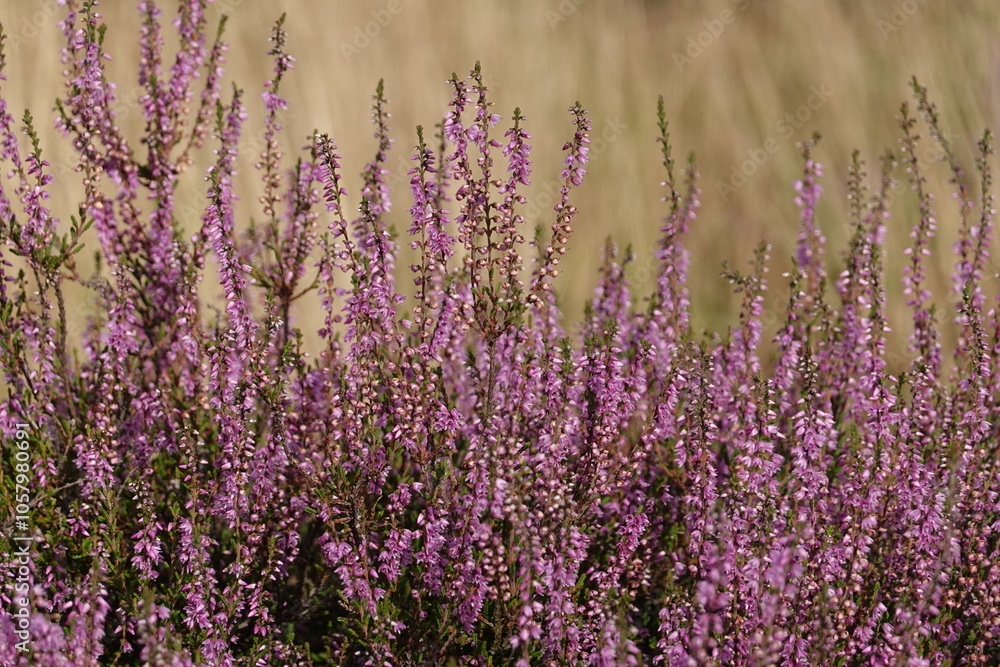 Obraz premium wild Europe heath flower, heathland