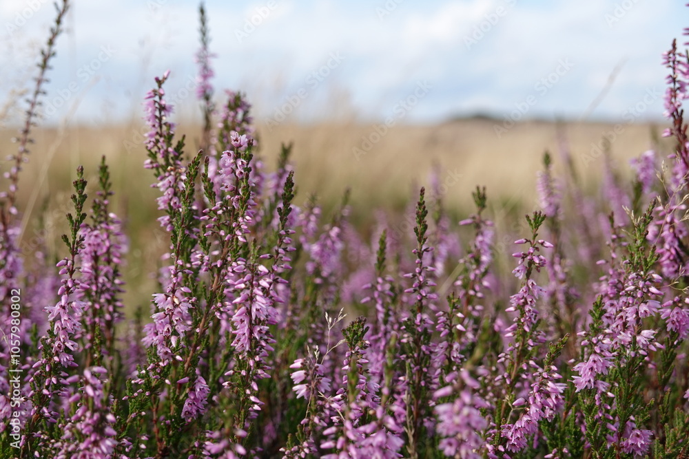 Obraz premium wild Europe heath flower, heathland