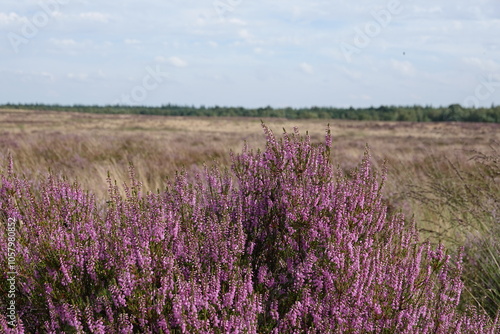 wild Europe heath flower, heathland