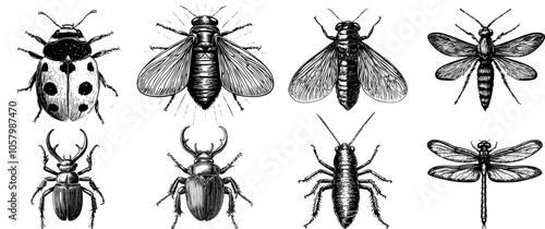 
Vector illustration set of rhinoceros beetle, dragonfly, mosquito, earwig, cicada and ladybug. Vintage, engraved insect sketches.