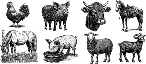 Vintage farm animal illustration set. Hand drawn vector sketches of pork, goat, pig, sheep, chicken,horse, rooster and cow.