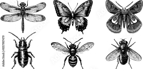 
Vector set of insect illustrations wasp, bee, housefly, dragonfly, moth, butterfly and termite. Vintage black outline sketches with engraved texture.