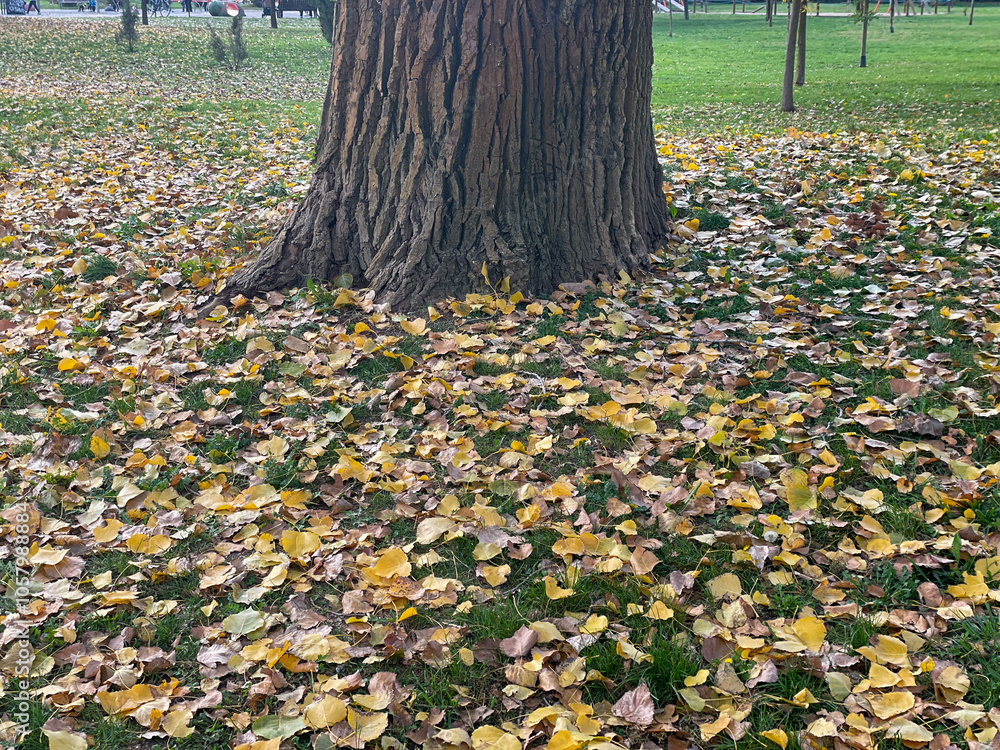 big old tree with autumn leaves big old tree with autumn leaves