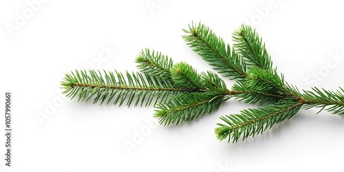 Minimalist Christmas tree branch isolated on white background