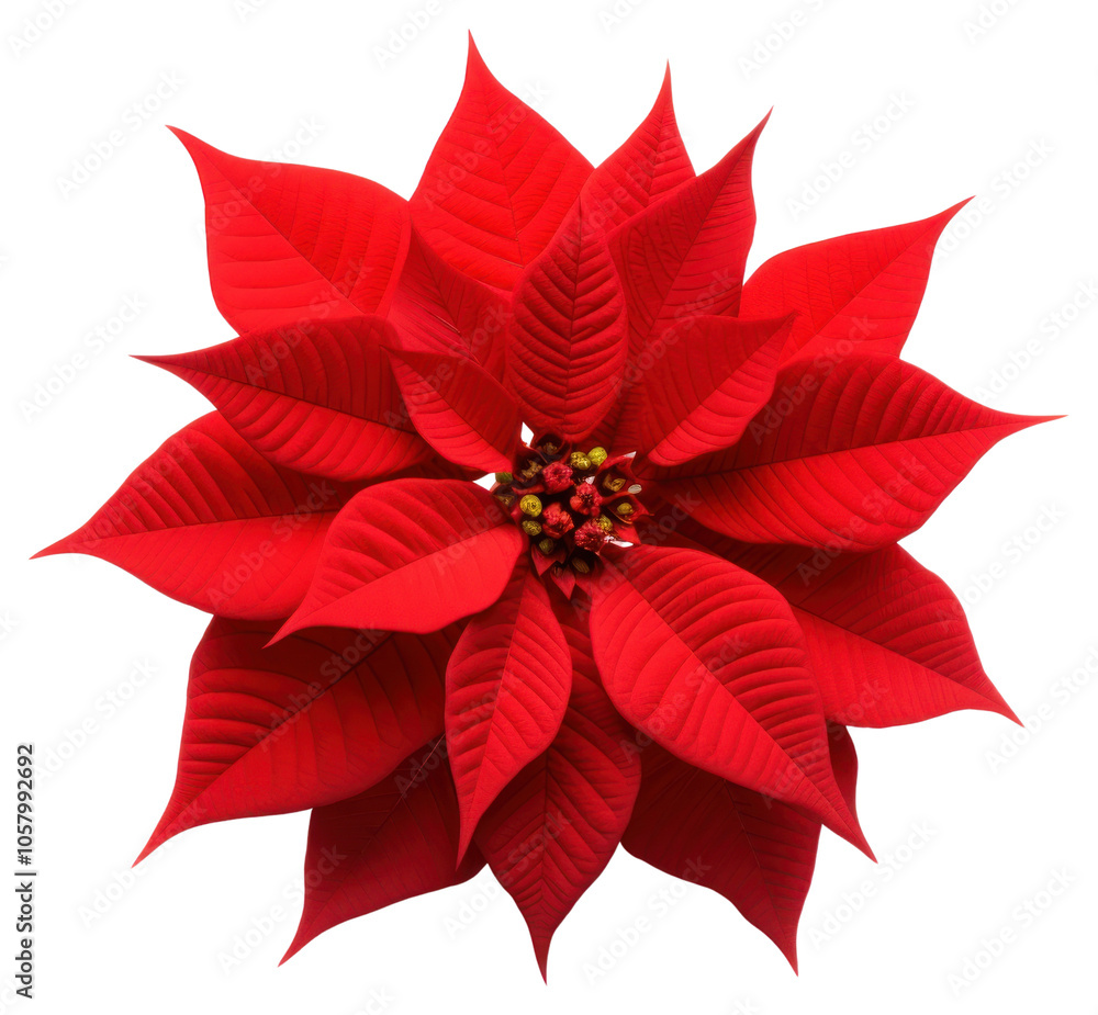 PNG Poinsettia flower petal plant. PNG Poinsettia flower petal plant.
