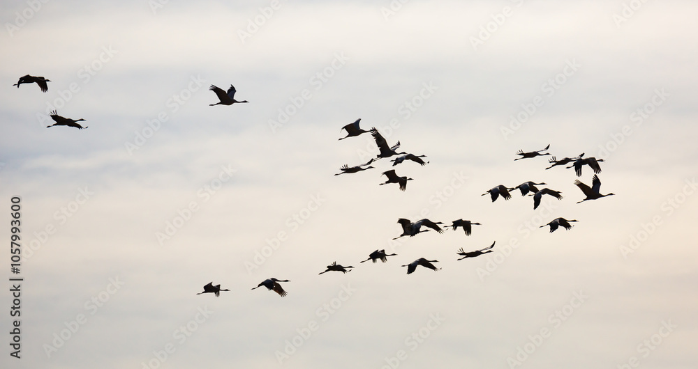 Fototapeta premium Bird migration, group of cranes flying high up in cloudy sky